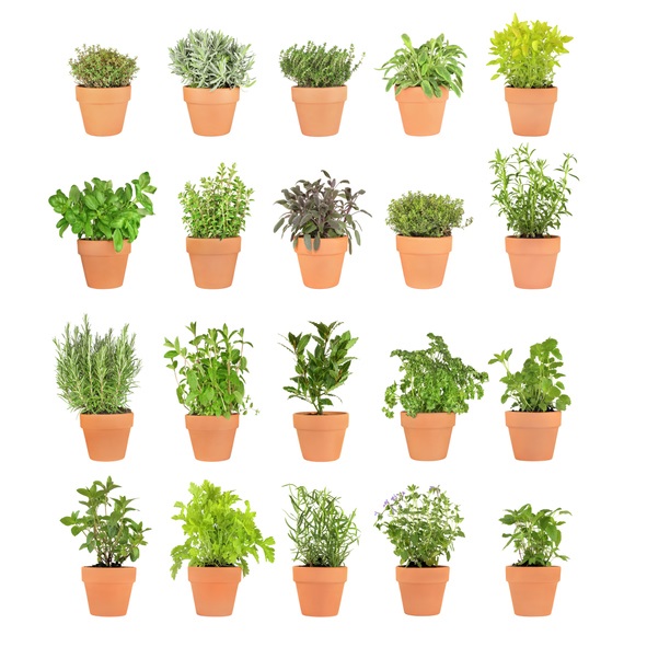 verschillende kruidenplanten in pot- biologische kruidenplanten