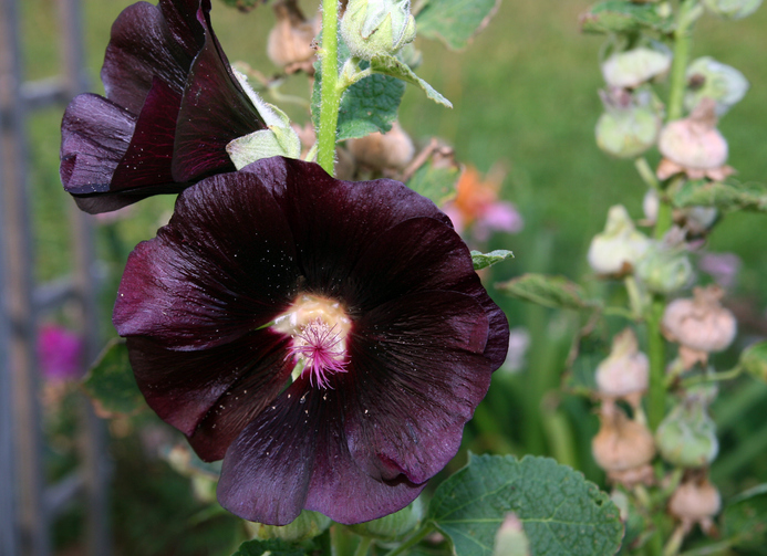 stokroos - zwarte bloem
