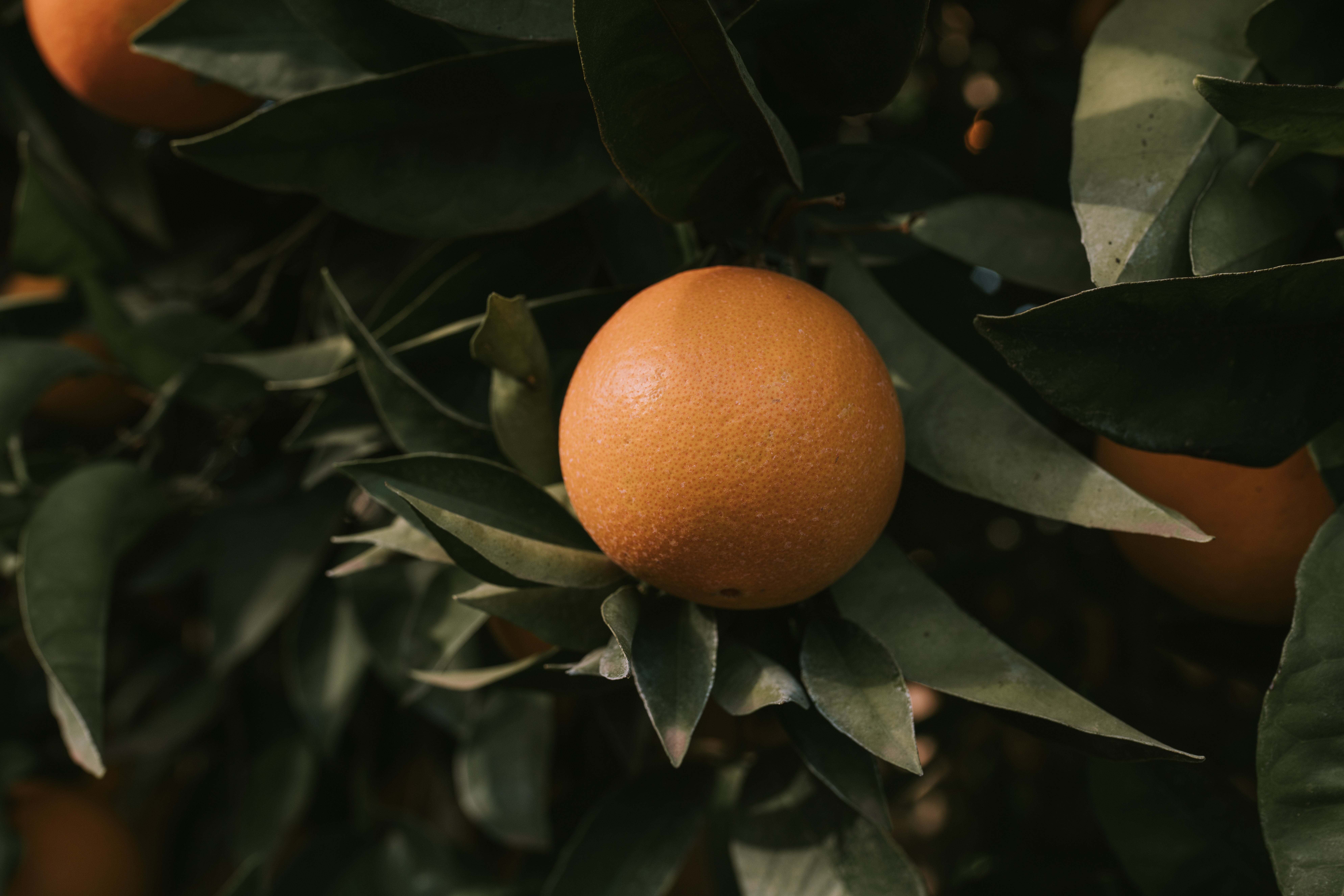 Sinaasappelboompje