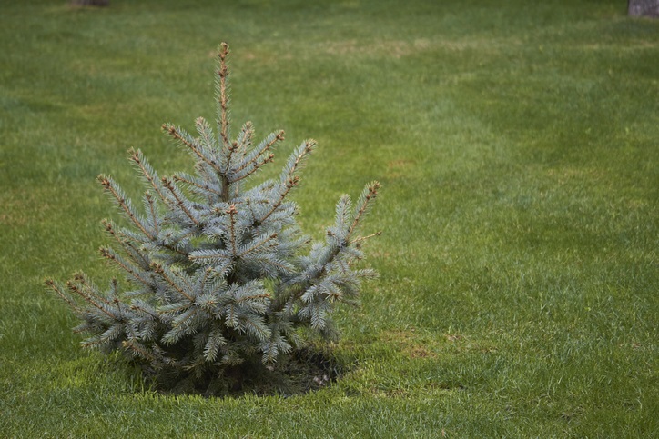 kerstboom jarenlang gezond - volle grond - gras