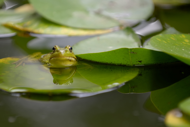 kikker in de vijver - blad van waterlelies