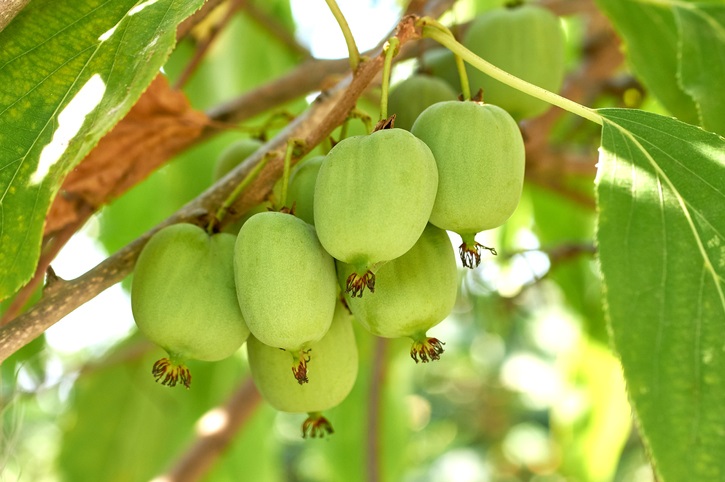 Kiwibes - Actinidia arguta ‘Issai’ - superfood - gladde vrucht