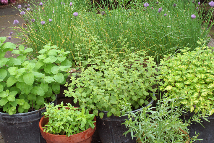 munt, verbena en andere kruiden in pot voor thee uit eigen tuin