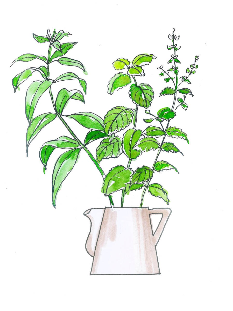 kruidenplanten - illustratie thee met kruiden