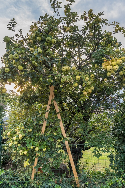 kweepeer - fruitboom - vruchten 