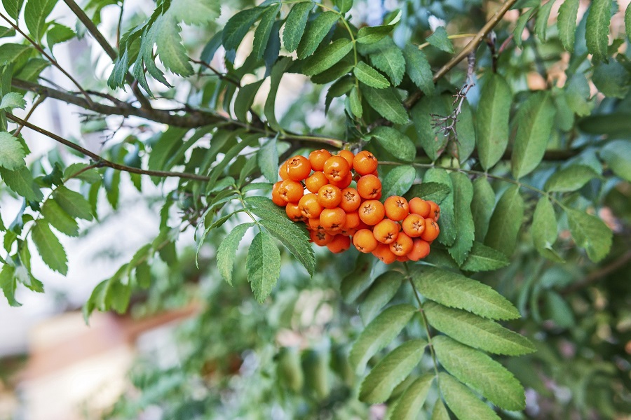 bessen van de lijsterbes - snackplanten - Sorbus aucuparia