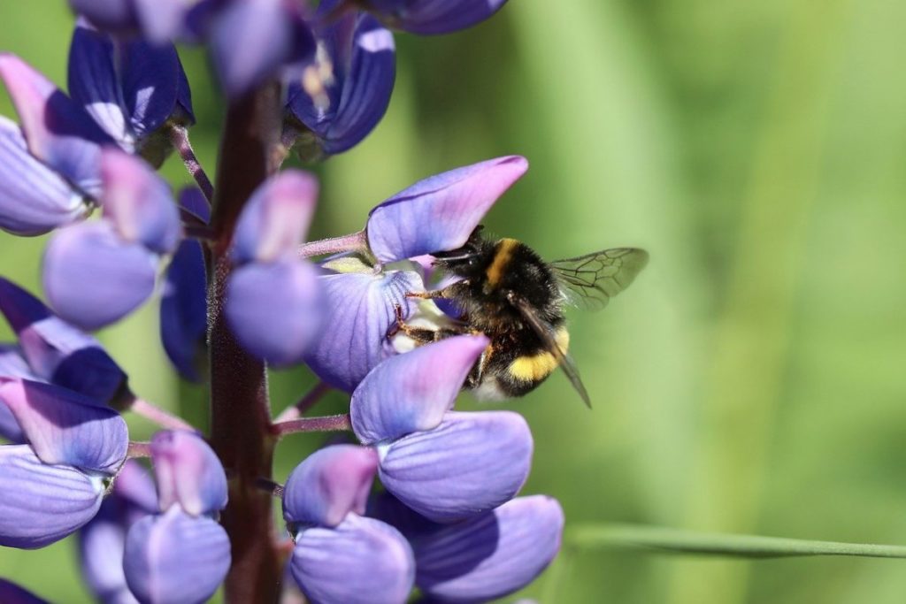 lupine zaaien