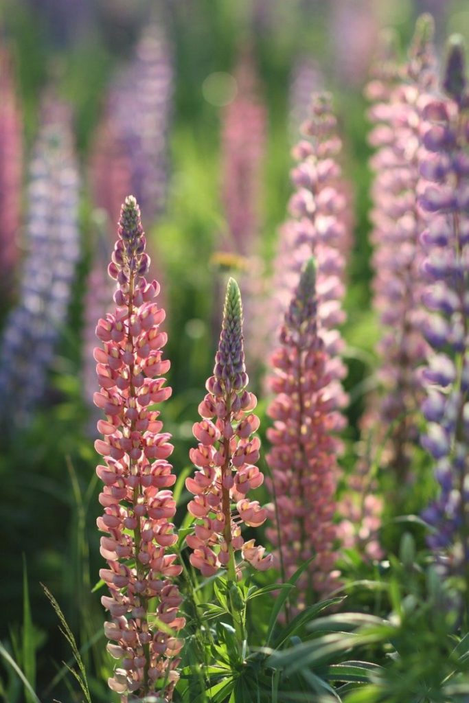 lupine zaaien