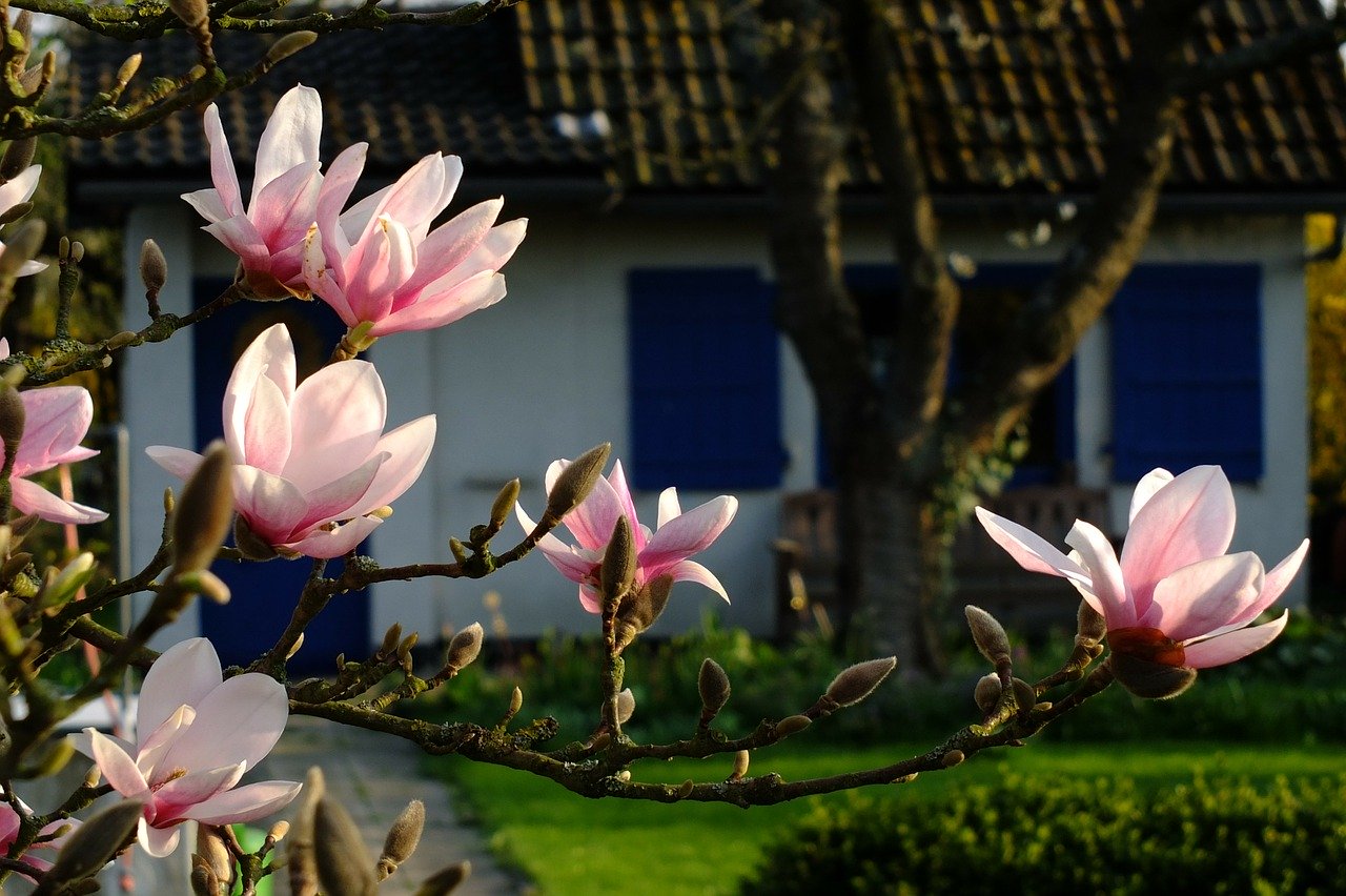 magnolia bloeit 
