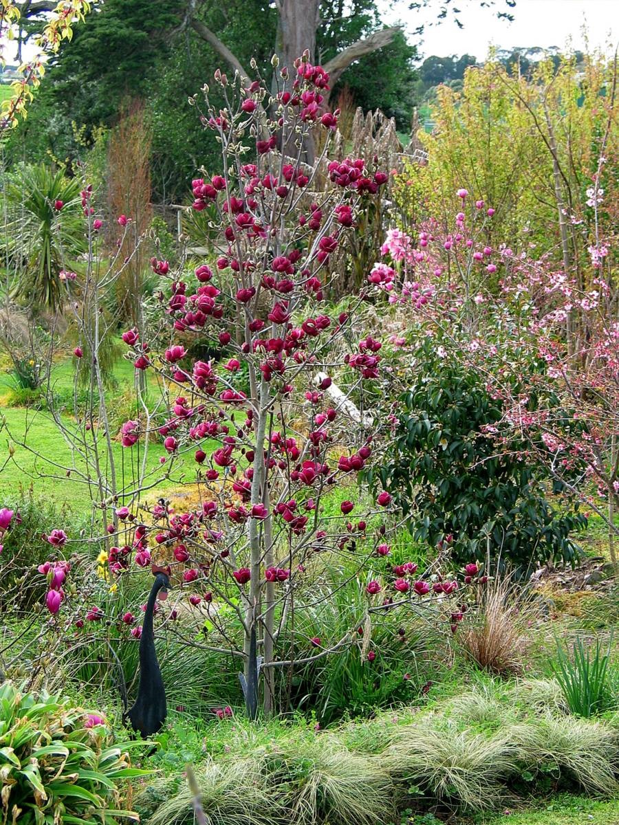magnolia weetjes - Magnolia 'Genie' - beverboom 