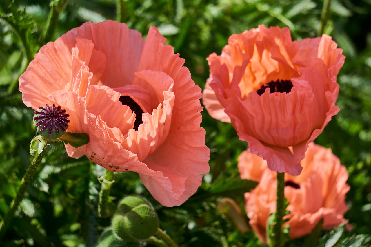 oosterse papaver