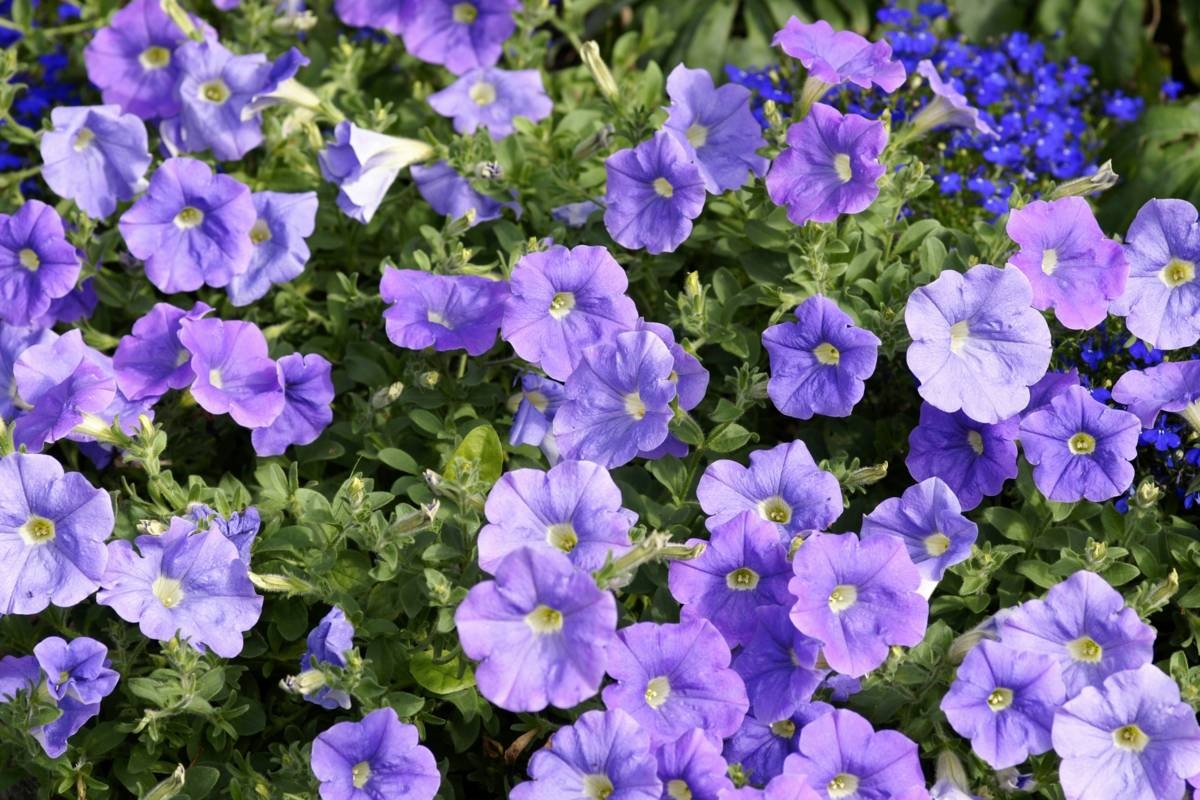 hangpetunia - Petunia Surfinia 'Sky Blue'