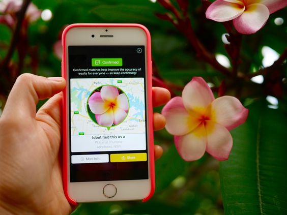 keten Bedienen Piraat PlantNet: de app die je helpt planten te herkennen - Seasons