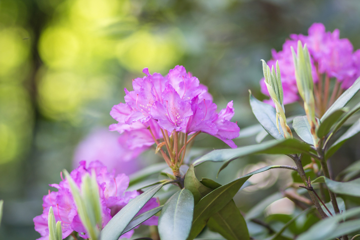 heesters stekken - rododendron