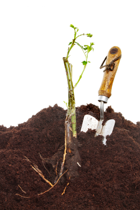 roos planten - handschepje - tuinklusjes voor november