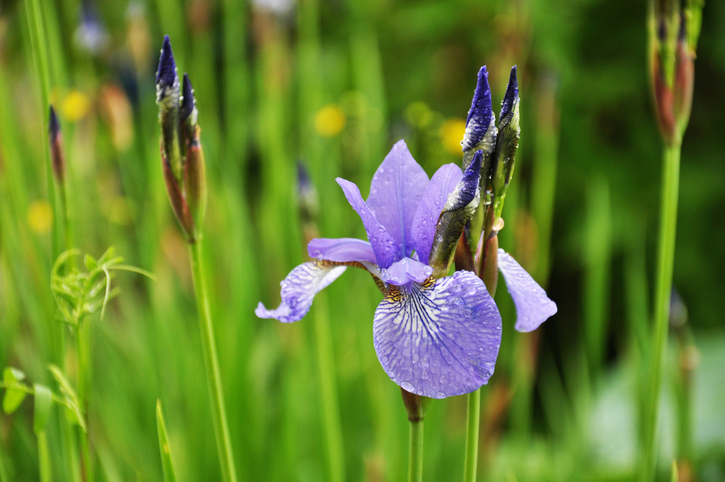 Siberische lis - Iris sibirica 