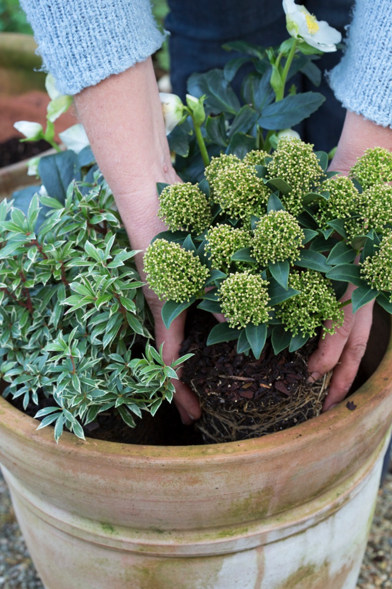 wintergroene planten in terracotta pot