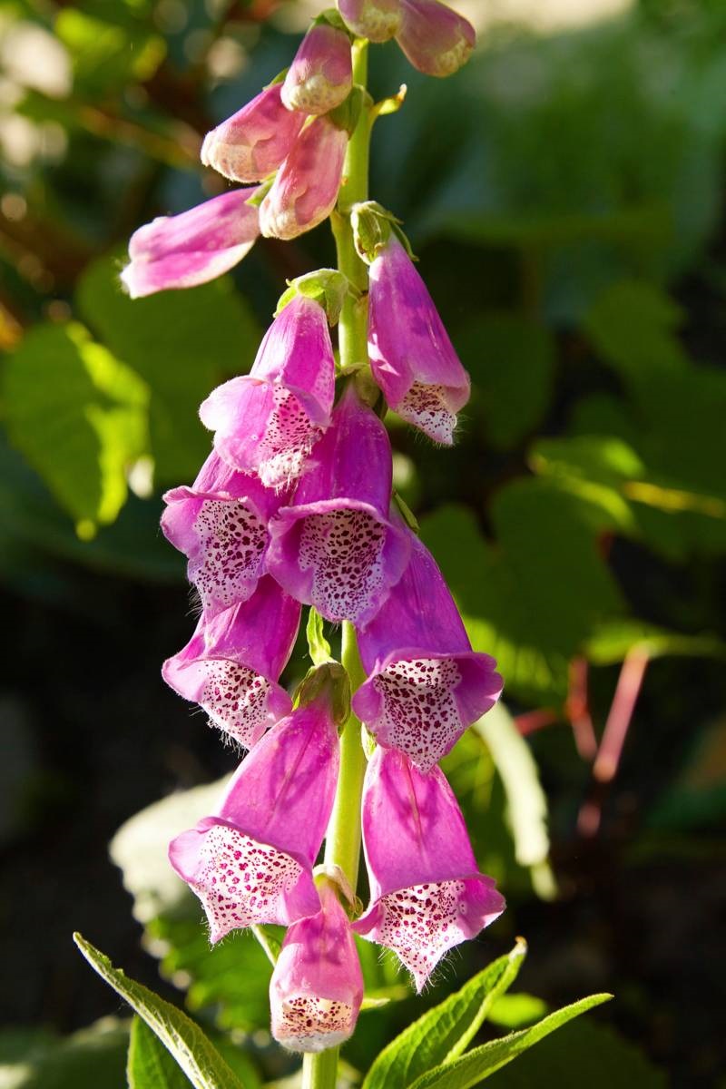 Vingerhoedskruid - roze bloemen