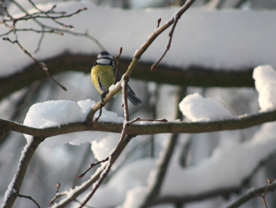 vogel koolmees winter sneeuw Wiltfang