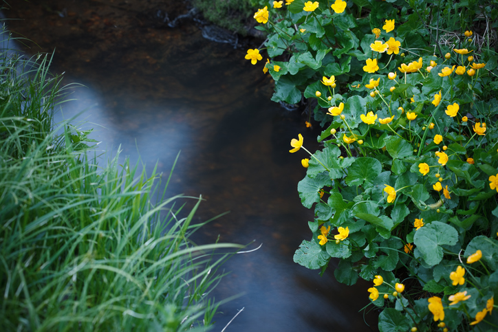 gewone dotterbloem - wadi - Caltha palustris