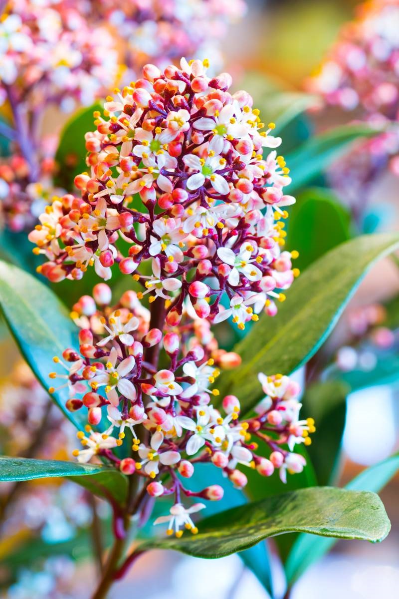 Skimmia japonica 'Rubella' - wintergeur