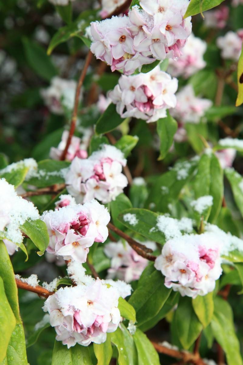 wintergeur - peperboompje - roze bloemen - Daphne odora 