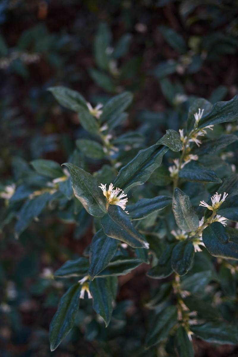 witte bloemetjes - honingzoete geur - vleesbes (Sarcococca)