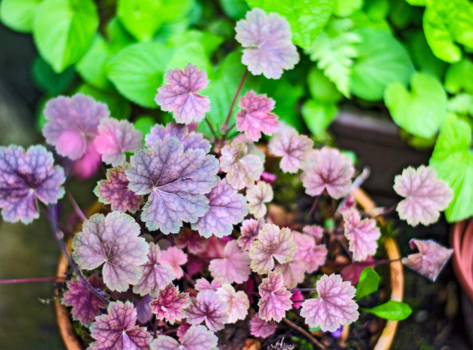 Heuchera in pot - wintergroen