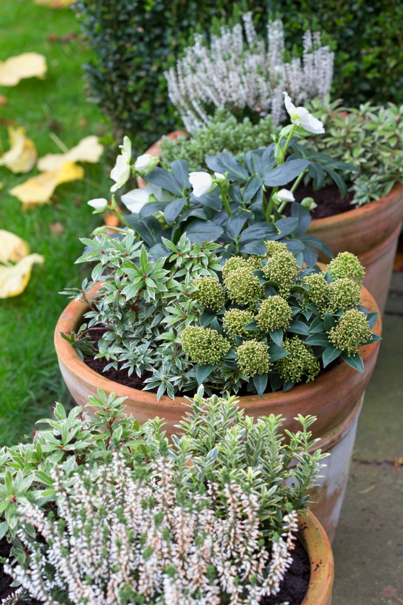 wintergroene planten in terracotta potten