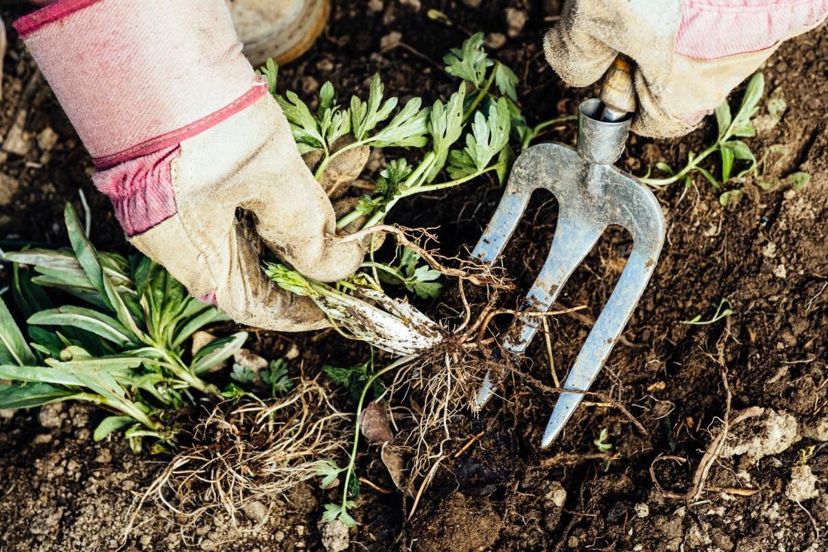 wortelonkruid verwijderen - tuinklusjes voor juli - spitvork