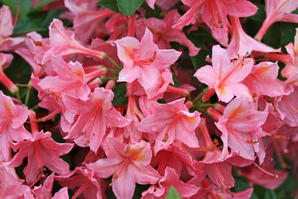 azalea Rhododendron