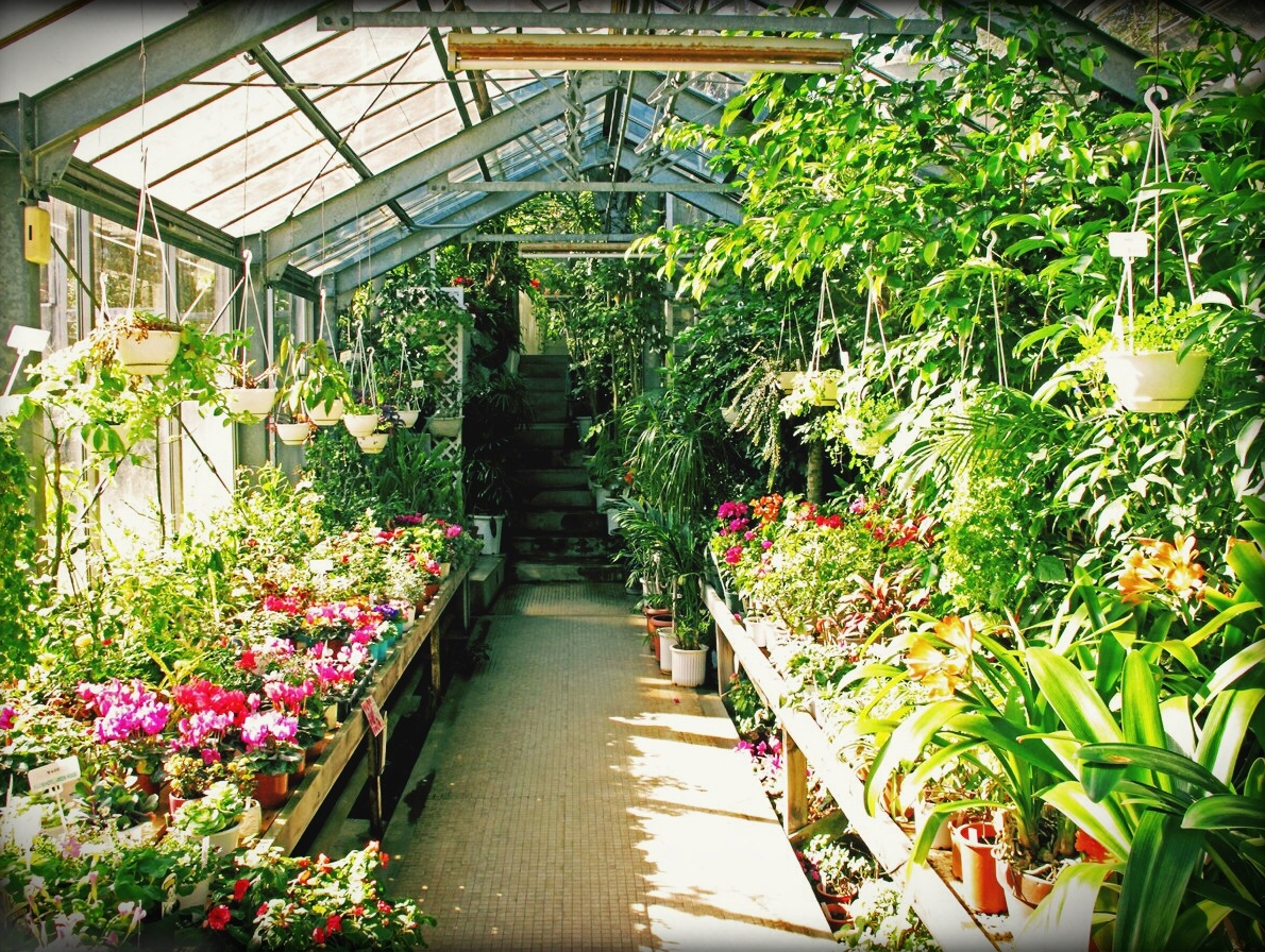 plantenmarkt
