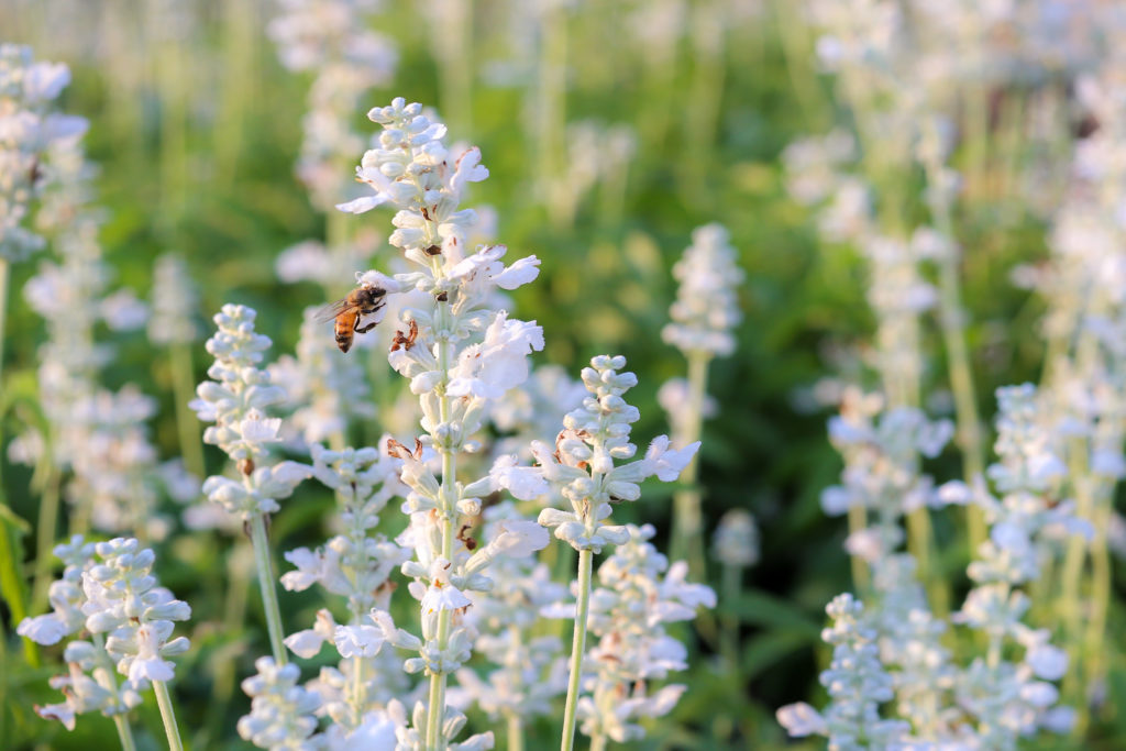 witte lavendel