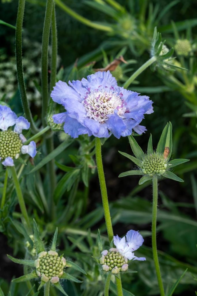 plukbloemen duifkruid