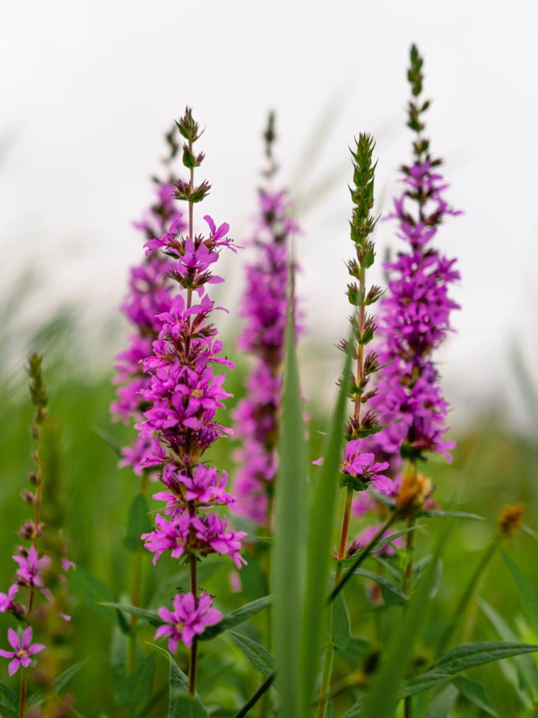 grote kattenstaart Lythrum salicaria