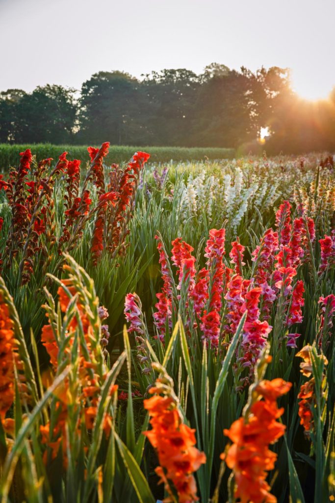 gladiolenkwekerij