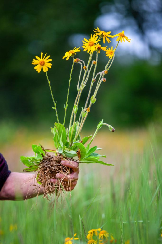 arnica