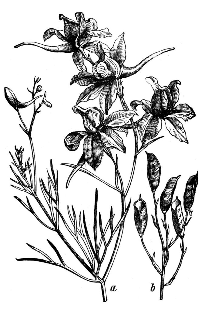 ridderspoor - zaden - botanische tekening