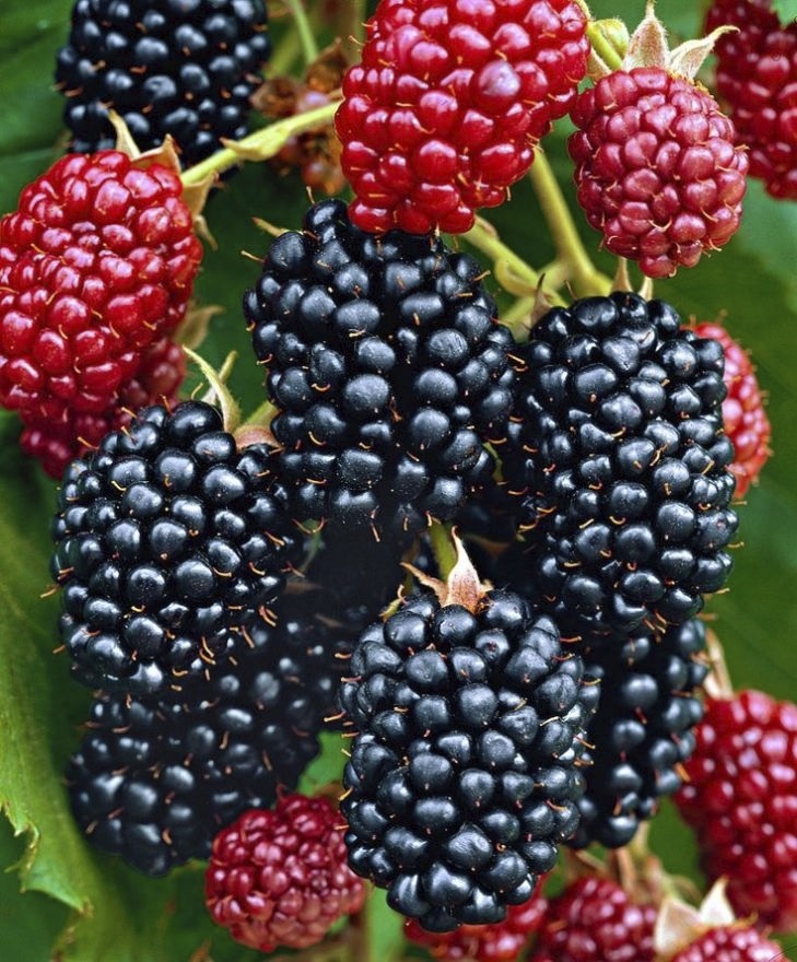 braam - zomerfruit - rood fruit