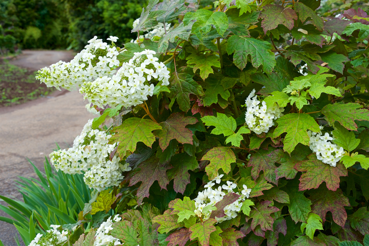 eikenbladhortensia - Hydrangea quercifolia