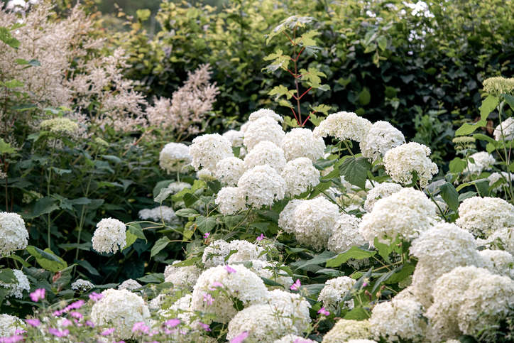 hortensia - Hydrangea paniculata 'Annabelle'