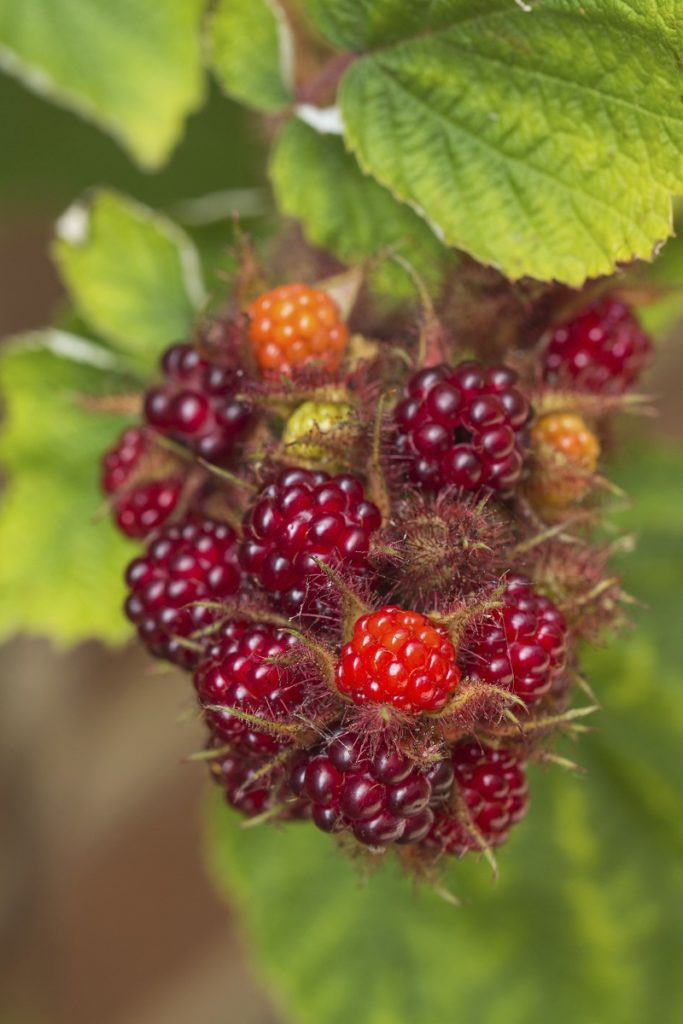 zomerfruit - plukrijp - Japanse wijnbes