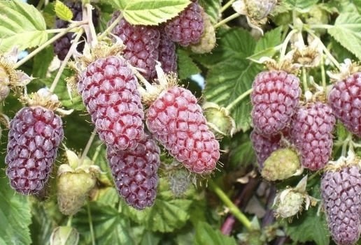 loganbes - Rubus 'Loganberry'