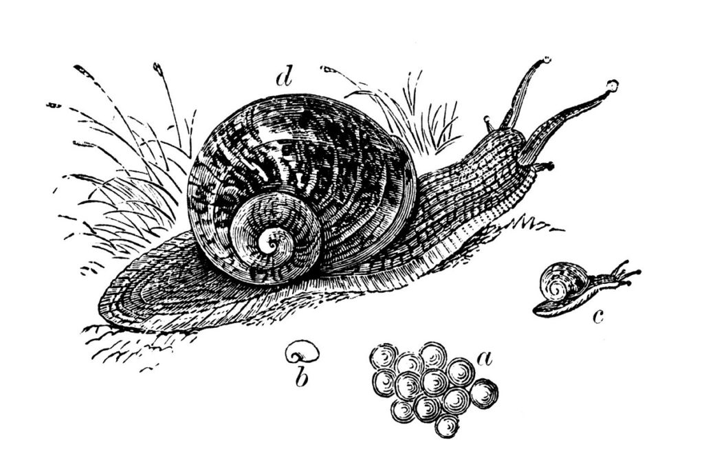 tuinklusjes september - slakken - slakkeneitjes