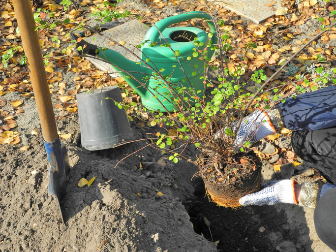 tuinklusjes september - planten - verplanten