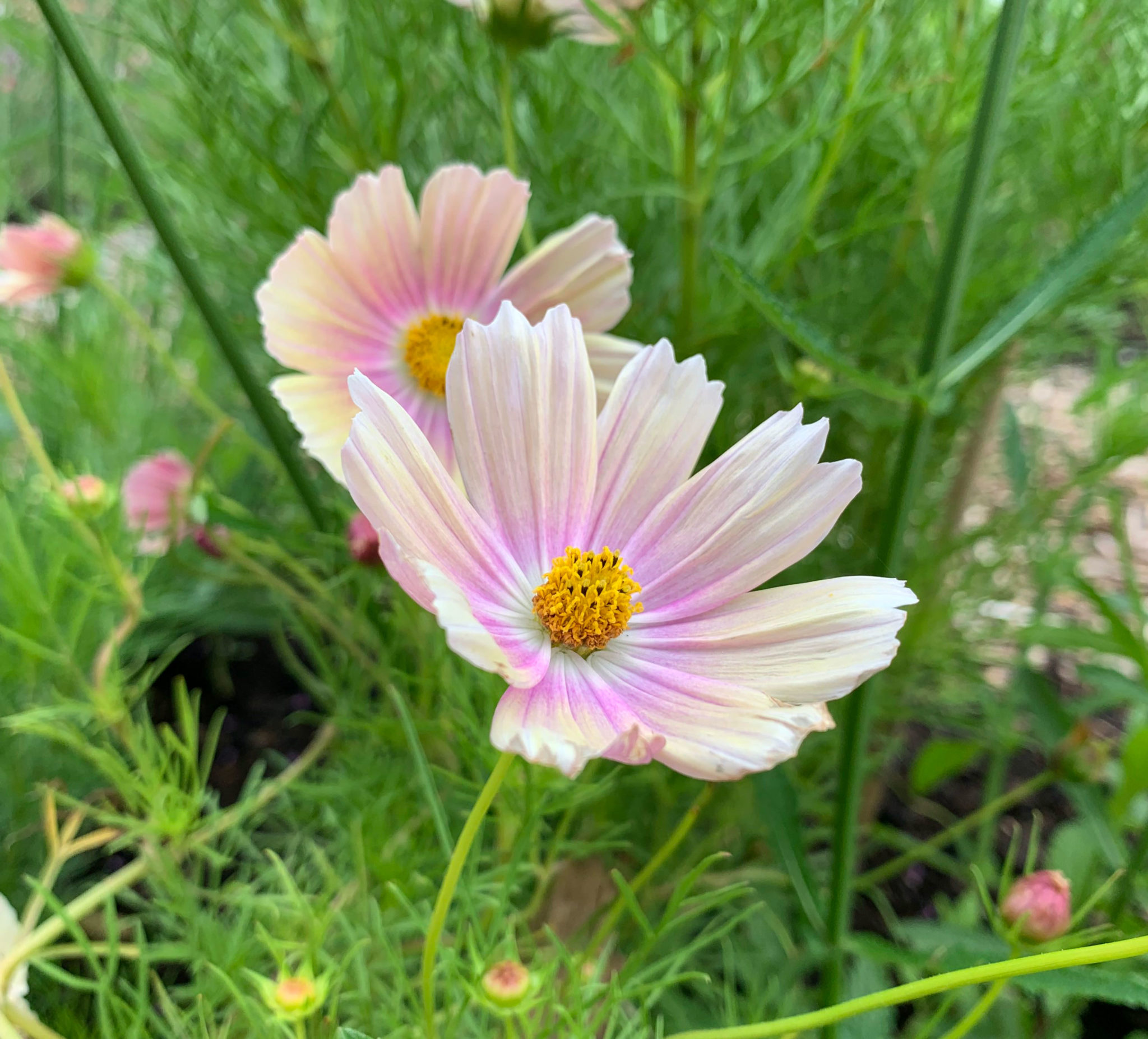 Prachtige nieuwe cosmea's Cosmos Apricotta & Apricot lemonade