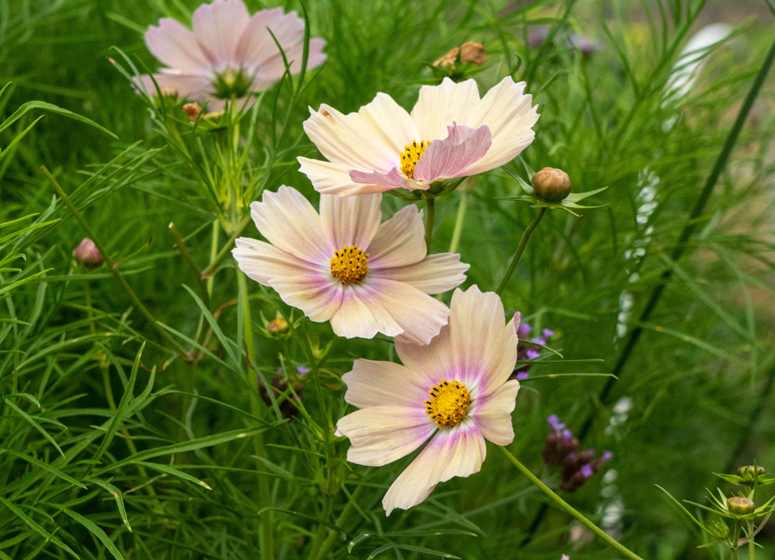 Prachtige nieuwe cosmea's Cosmos Apricotta & Apricot lemonade