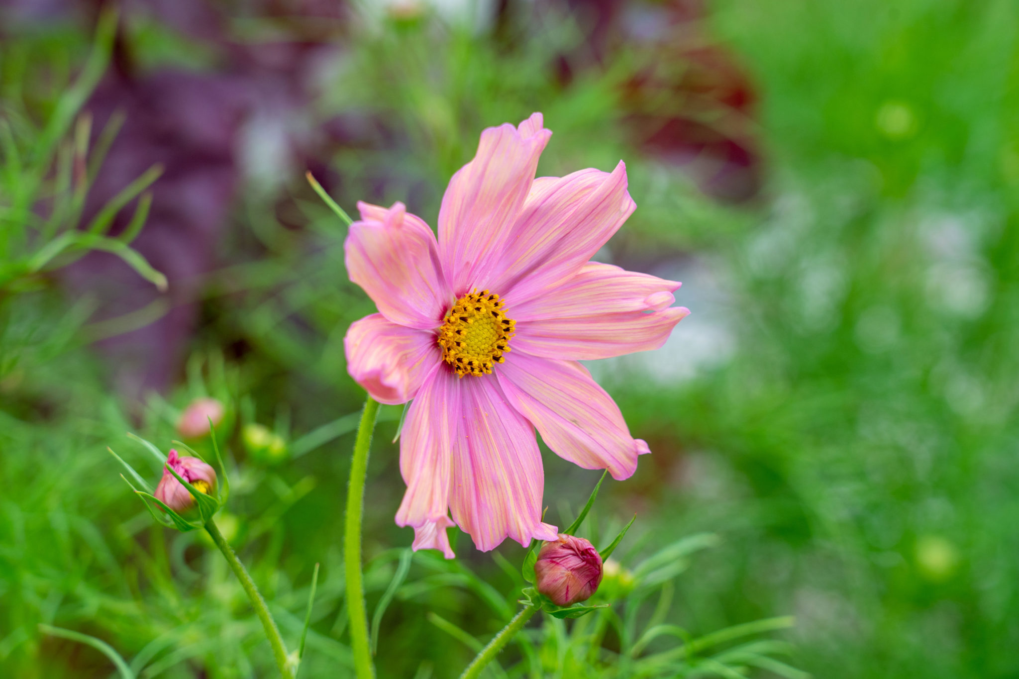 Prachtige nieuwe cosmea's Cosmos Apricotta & Apricot lemonade
