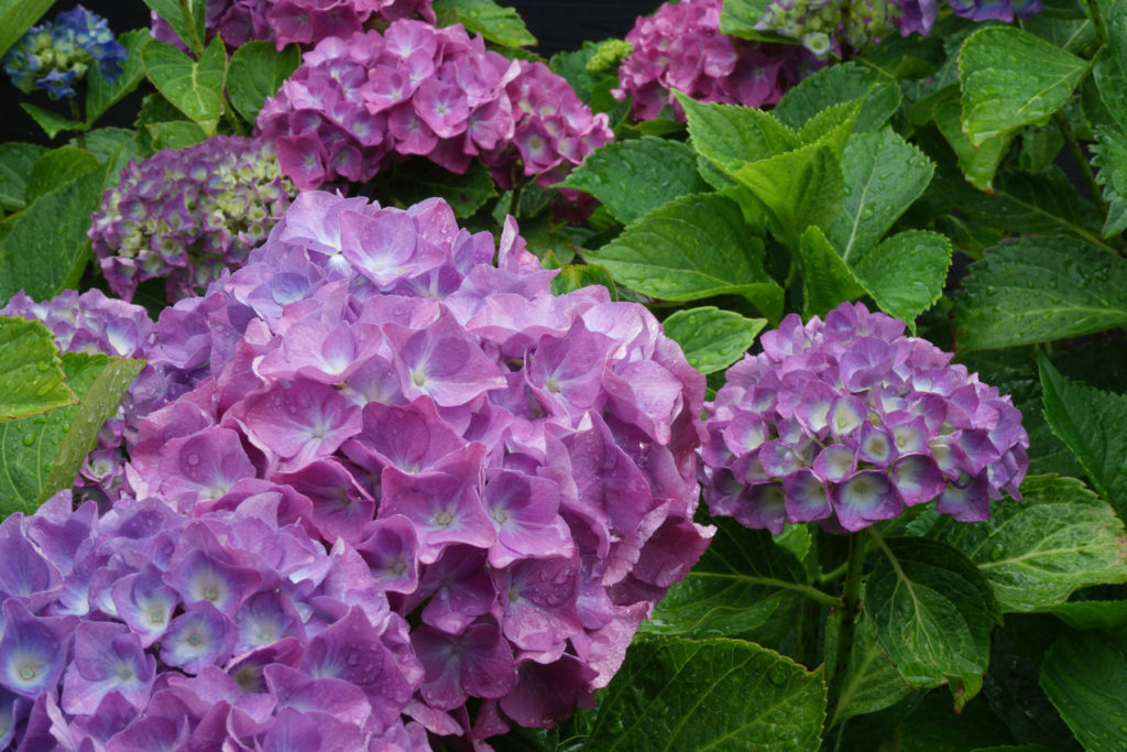 boerenhortensia - Hydrangea