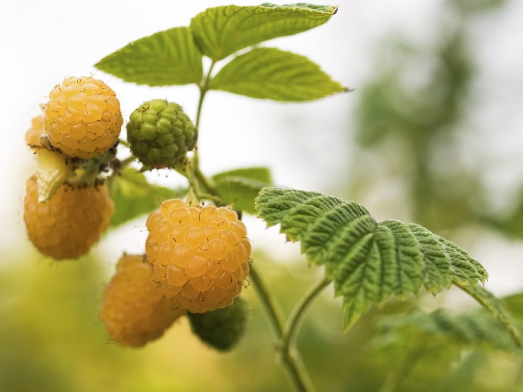 herfstframboos - Rubus idaeus 'Fall Gold'